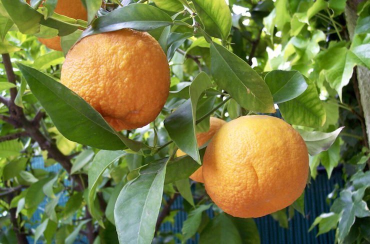 Sour Oranges