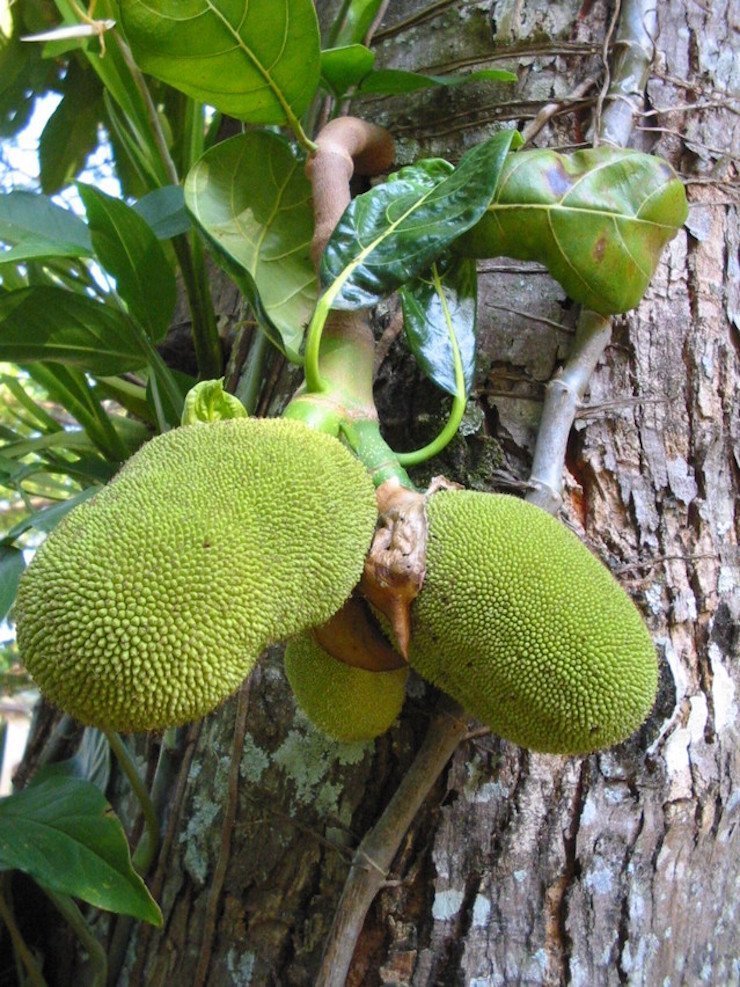 Jackfruit